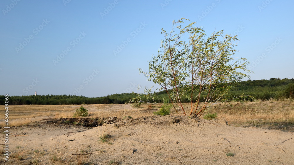 landscape with lonely bush, arid dried sandy ground, blue sky, desertification of the Earth