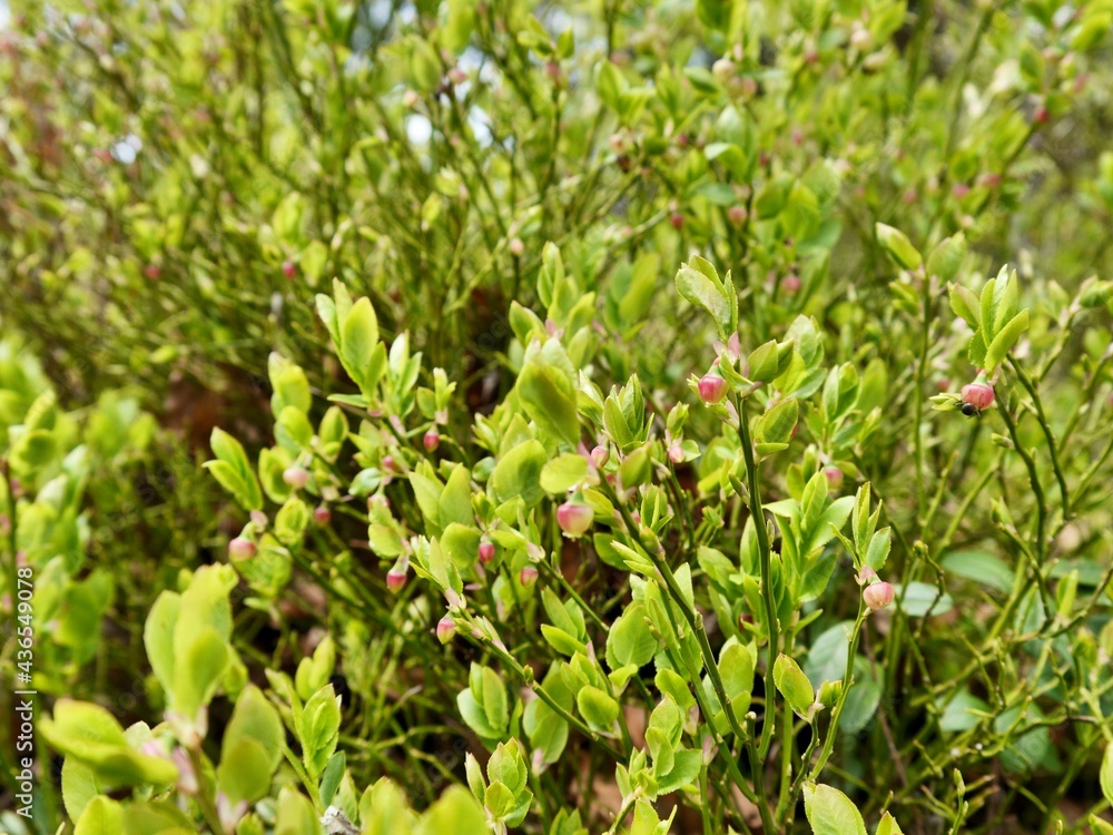 flowers of Vaccinium myrtillus or European blueberry, common bilberry or blue whortleberry flowers of Vaccinium myrtillus or European blueberry, common bilberry or blue whortleberry