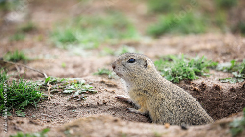 Detailed photo of a European ground squirrel, also known as the European souslik, at natural habitat. Spermophilus citellus
