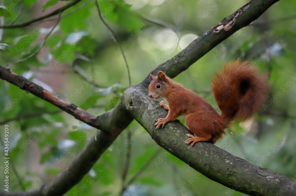 Close-up portrait of red squirrel in natural environment. Eurasian red squirrel, Sciurus vulgaris. Close-up portrait of red squirrel in natural environment. Eurasian red squirrel, Sciurus vulgaris.
