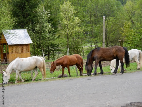 herd of horses at Ukrainian Carpathians  Colochava village