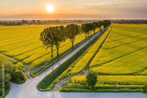 A beautiful morning over the rapeseed field