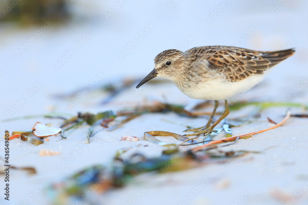 Dunlin, Calidris alpina, Saint Andrews Sate Park, Florida, USA Dunlin, Calidris alpina, Saint Andrews Sate Park, Florida, USA