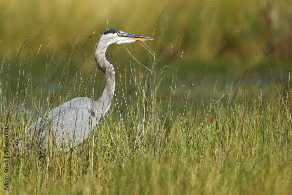 Great blue heron, Ardea herodias, Saint Andrews Sate Park, Florida, USA