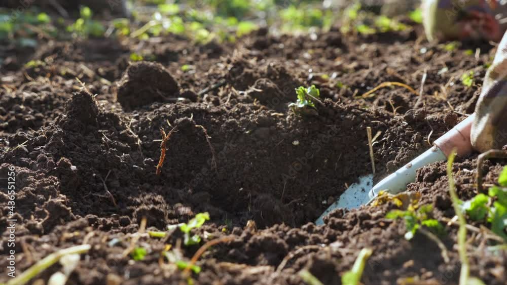 Unrecognizable woman digs a hole with a small shovel and plants a flower. Unrecognizable woman digs a hole with a small shovel and plants a flower.