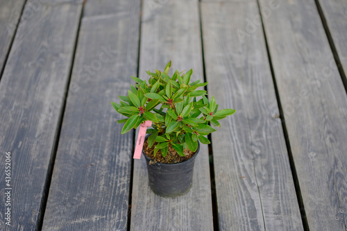 beautiful rhododendron Graziella tree in a pot on a gray calm wooden background, blank for the designer, place for text, mockup photo