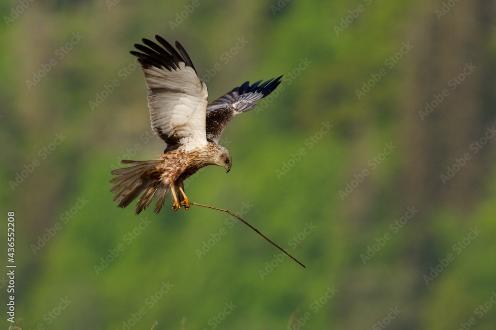 Obraz premium Western marsh harrier in the sky,Sweden