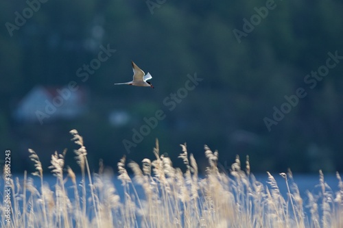 Sabines gull in the sky,Sweden photo