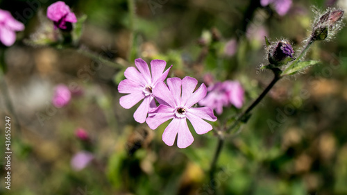 Red Campion, also known as Red Catchfly