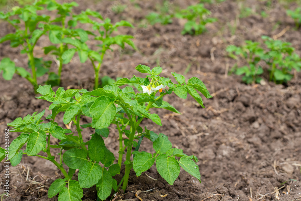Blooming potatoes. Bushes of a plant with white small flowers. Valuable agriculture in the food industry. Blooming potatoes. Bushes of a plant with white small flowers. Valuable agriculture in the food industry.