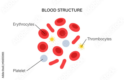 Blood structure concept