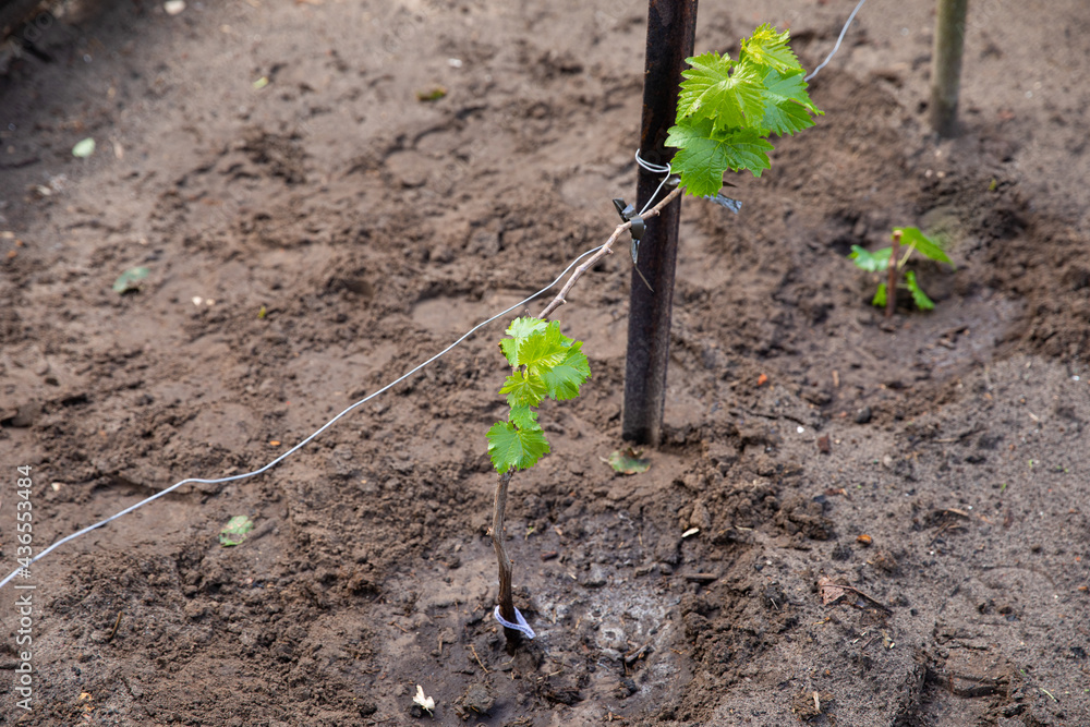 A young one-year-old grape seedling is planted in the open ground in spring and summer. A young one-year-old grape seedling is planted in the open ground in spring and summer.