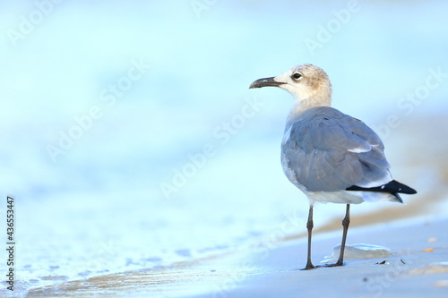 Laughing Gull, Leucophaeus atricilla, Saint Andrews Sate Park, Florida, USA
