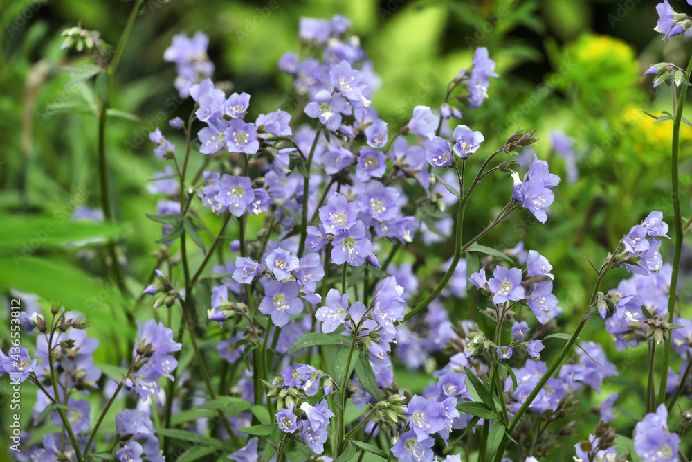Polemonium reptans 'Stairway to Heaven' in flower Polemonium reptans 'Stairway to Heaven' in flower