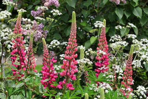 Pink lupin flower heads in bloom photo