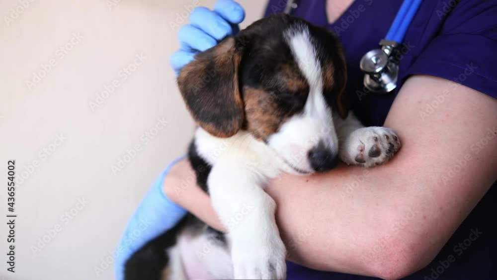 caucasian male veterinarian holding a cute welsh corgi cardigan puppy on a white background with copy space. vet and dog. caucasian male veterinarian holding a cute welsh corgi cardigan puppy on a white background with copy space. vet and dog.