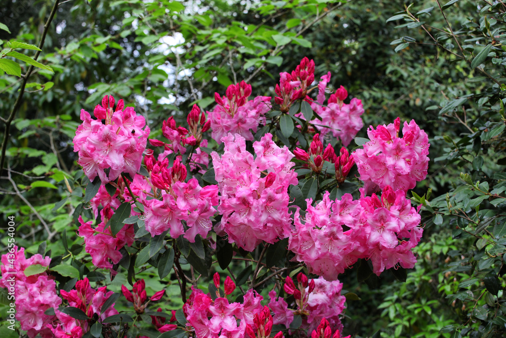 Pink Rhododendron 'Betty Wormald' in flower Pink Rhododendron 'Betty Wormald' in flower