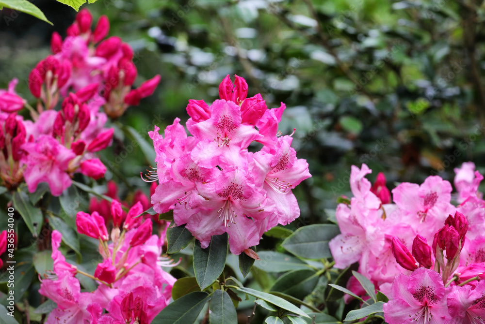 Pink Rhododendron 'Betty Wormald' in flower Pink Rhododendron 'Betty Wormald' in flower