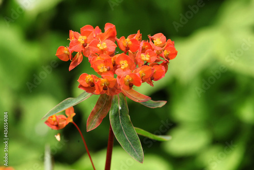 Euphorbia griffithii 'Fireglow' in flower photo