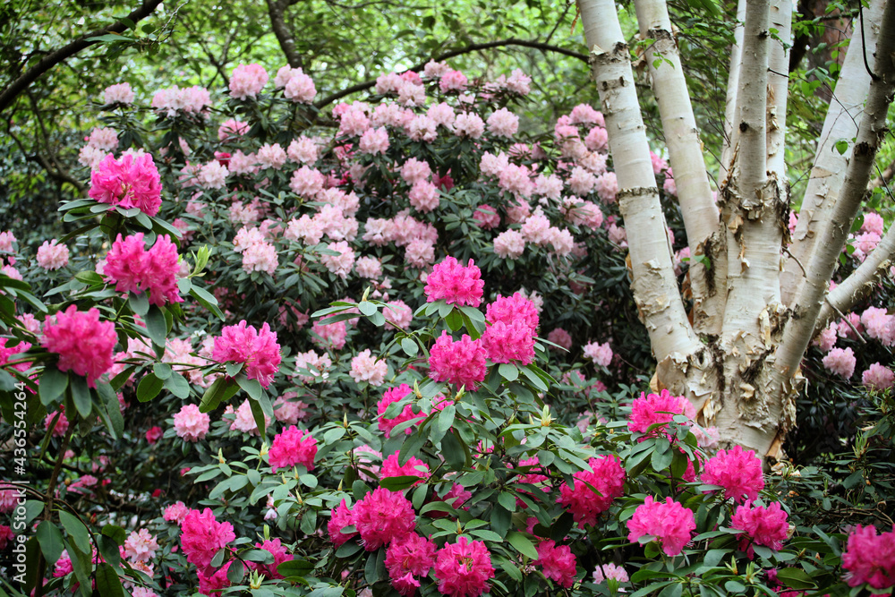 Pink Rhododendron glade  in flower
