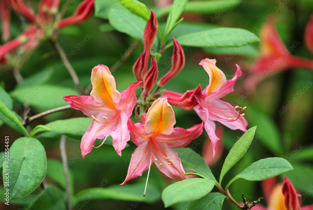 Fototapeta premium Western azalea, rhododendron occidentale in flower