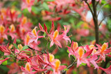Western azalea, rhododendron occidentale  in flower