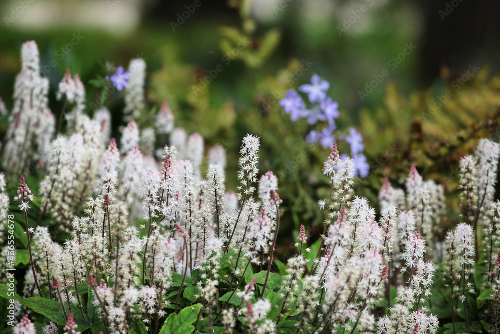 Tiarella wherry 'Wherry's Foam Flower' in flower Tiarella wherry 'Wherry's Foam Flower' in flower