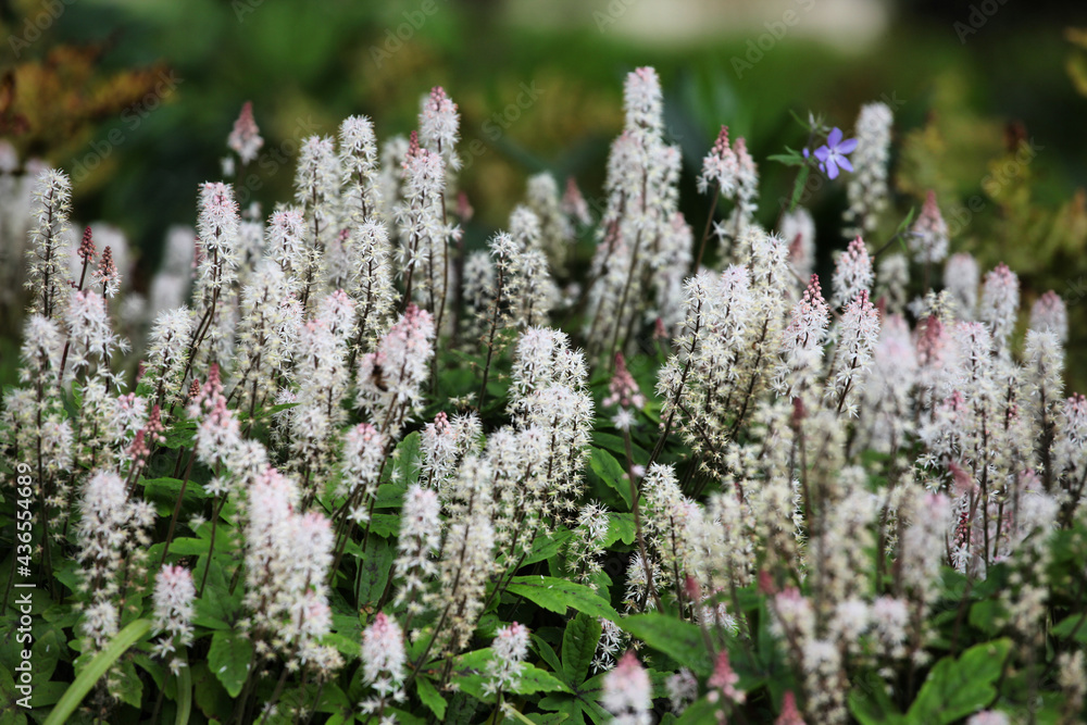 Tiarella wherry 'Wherry's Foam Flower' in flower Tiarella wherry 'Wherry's Foam Flower' in flower
