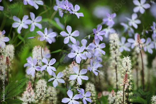 Принти на полотні Phlox divaricata 'Clouds of Perfume' and Tiarella wherry 'Wherry's Foam Flower'