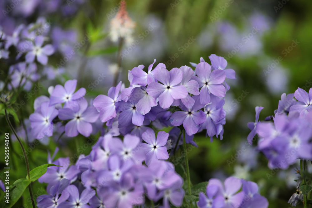 Purple Phlox subulata in flower