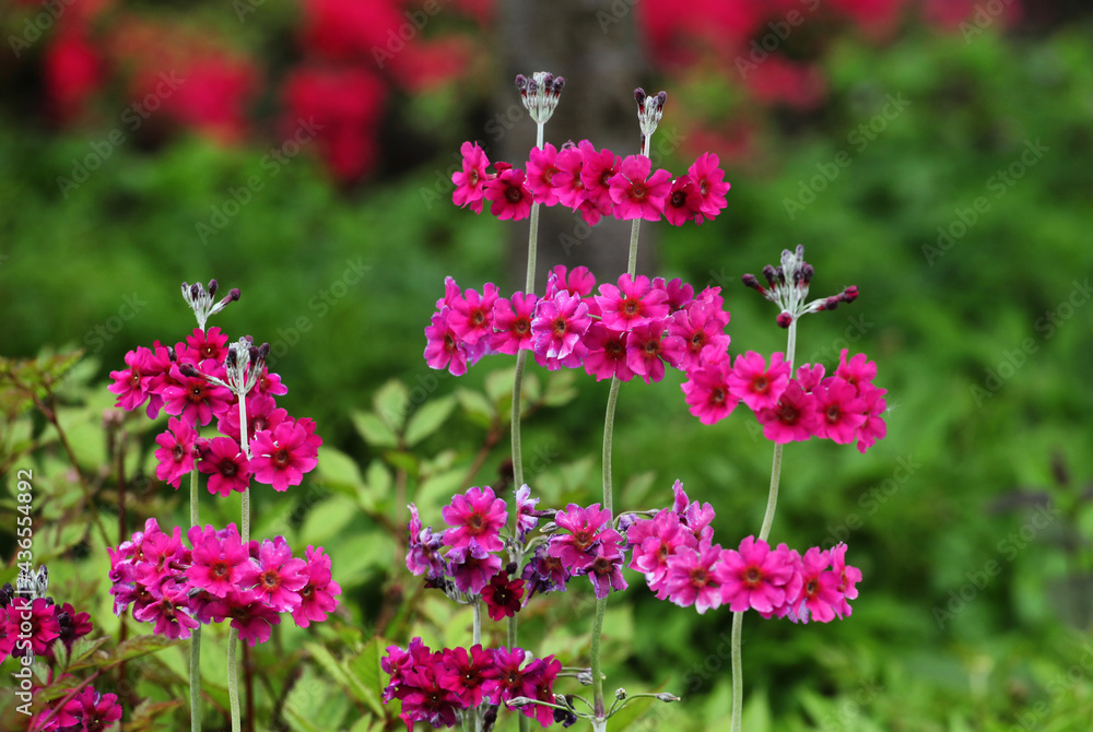 Dark pink Primula pulverulenta 'mealy primrose' in flower Dark pink Primula pulverulenta 'mealy primrose' in flower