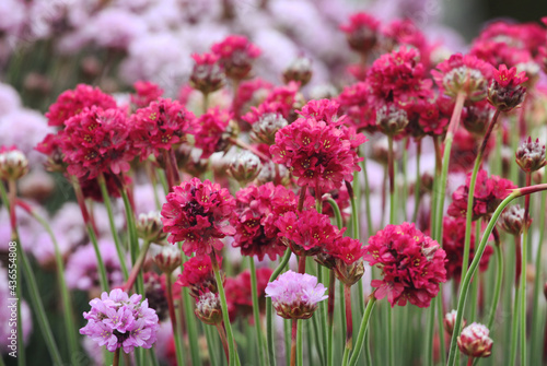 Pale purple Armeria Sea thrift in bloom