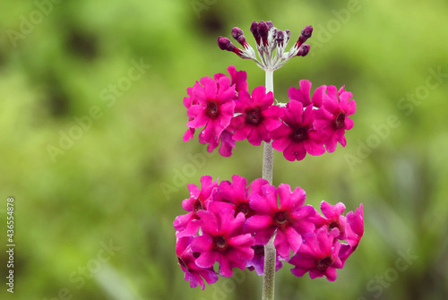 Dark pink Primula pulverulenta 'mealy primrose' in flower photo