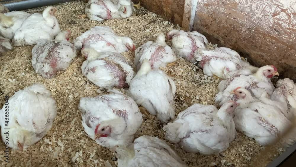 chickens broilers in a house chickens broilers in a house