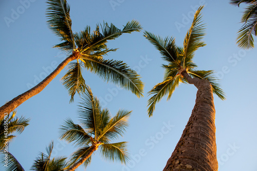 Palm trees at sunset