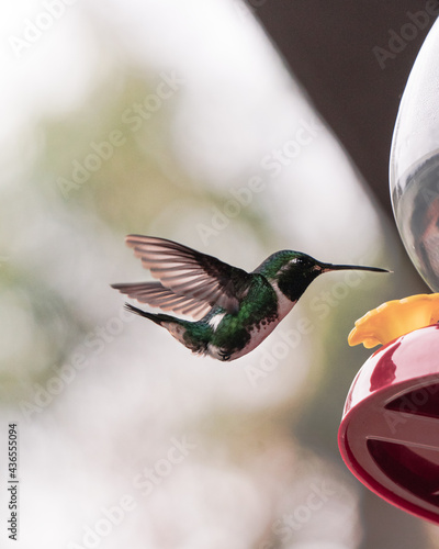 hummingbird in flight near by a birdfeeder