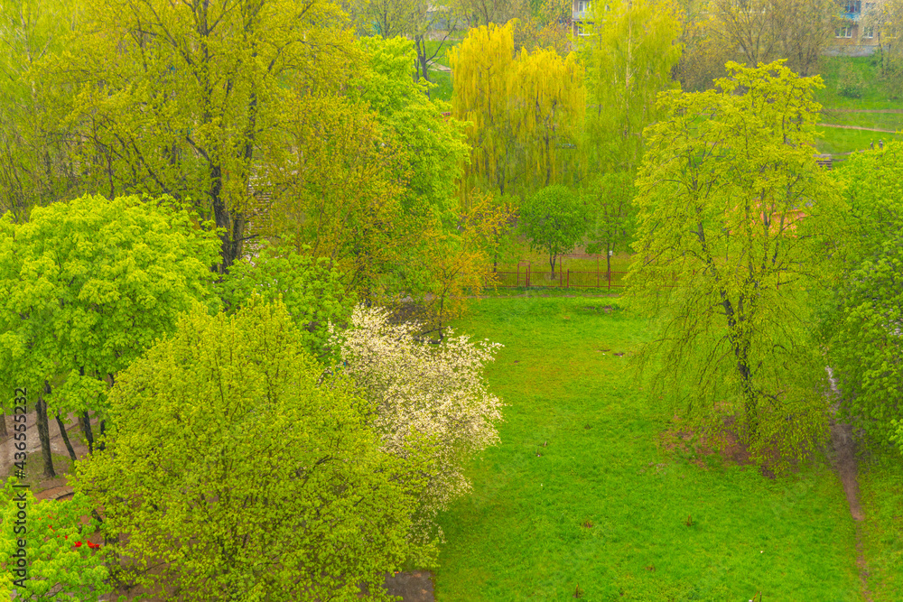 Heavy rain on a cloudy day against the background of flowering trees and green grass, wet day, rainy day landscape, rain view from window