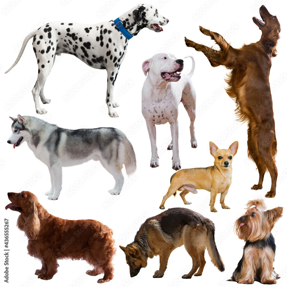 Image of many purebred dogs isolated on a white background