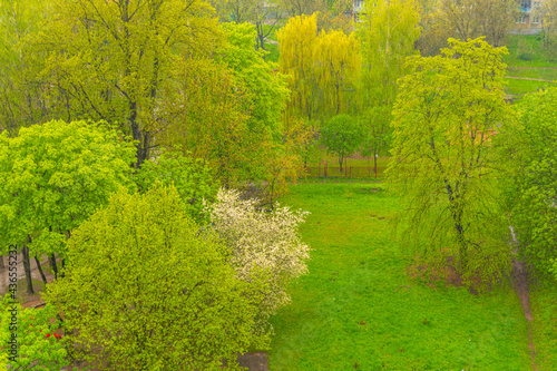 Heavy rain on a cloudy day against the background of flowering trees and green grass, wet day, rainy day landscape, rain view from window