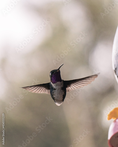 A hummingbird flying around and looking for food