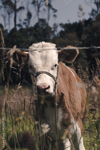 A young cow looking at you in the middle of a beatiful field