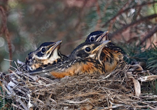 Nest of robin chicks, almost full grown