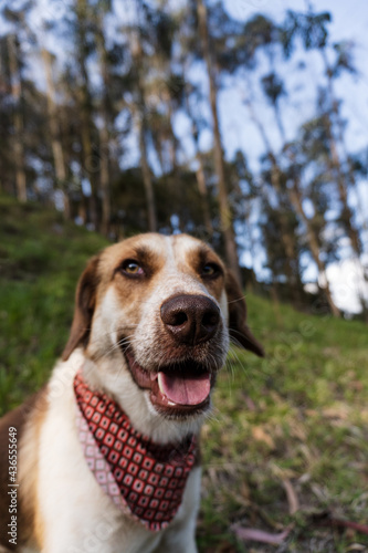A happy dog looking at yoy for a portrait with a forest at its back