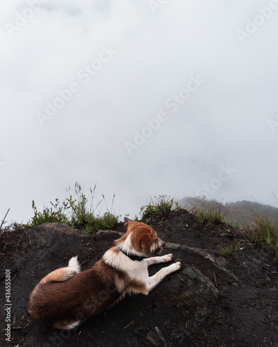 A dog rest on the top of a moor mountain