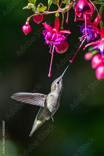 A female Anna's hummingbird feeds in flight on nectar from colorful fuchsia flowers.  Sunlight illuminates the subject and the background is in shadow.