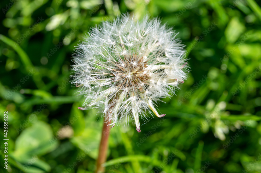 Fototapeta premium A dandelion that has gone to seed but the wind hasn't yet blown the seeds away