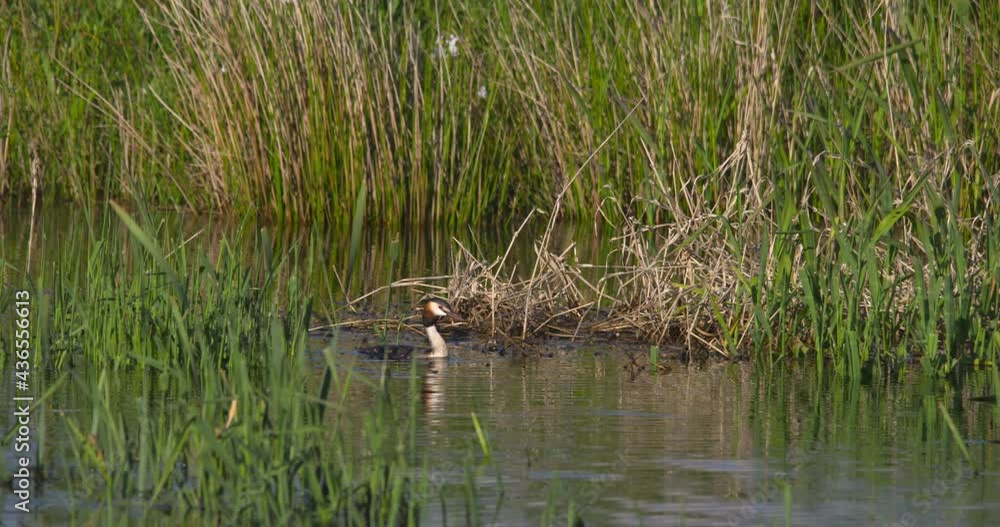 Greta Crested Grebe bird diving underwater collecting nest reed material slow motion Greta Crested Grebe bird diving underwater collecting nest reed material slow motion