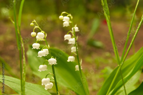 lilies of the valley in the garden