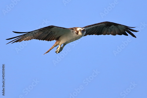 Osprey, Pandion haliaetus, Saint Andrews Sate Park, Florida, USA