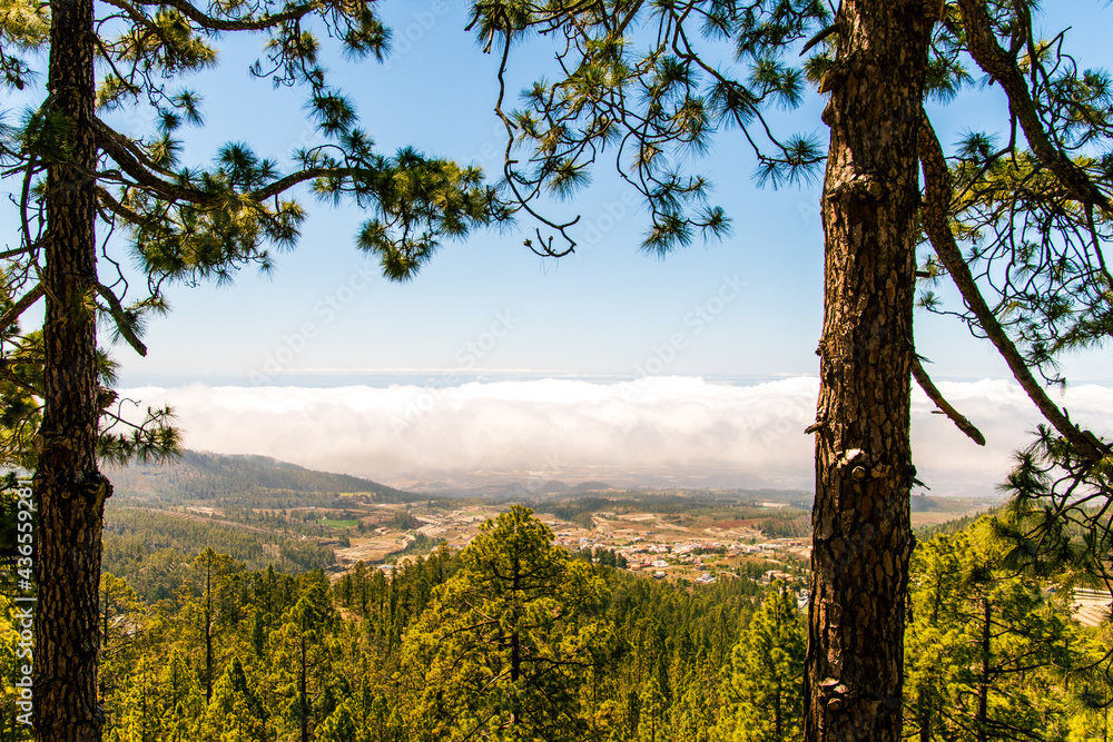 Obraz premium Mar de nubes y vegetación en la isla de Tenerife